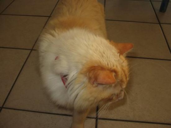 Titeuf