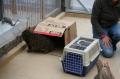 Les animaux adoptés