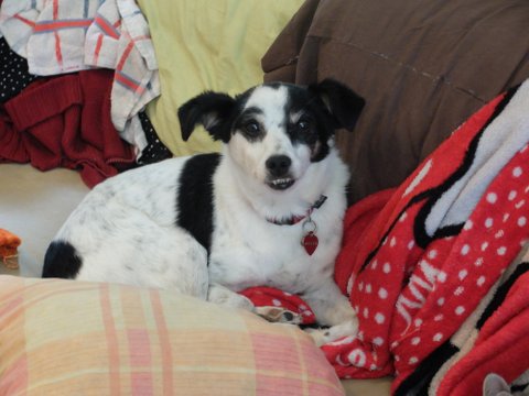 Bartok2