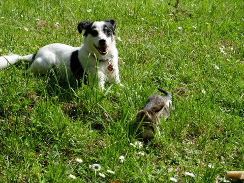 Bartok3