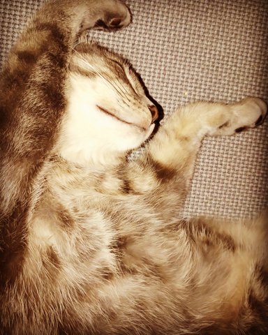 Bella 2