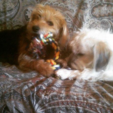 Cadoc et kira 4