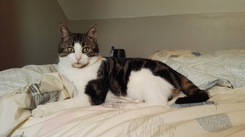 Cleo 4