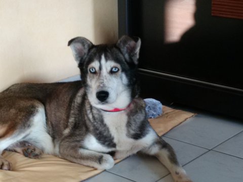 Elka