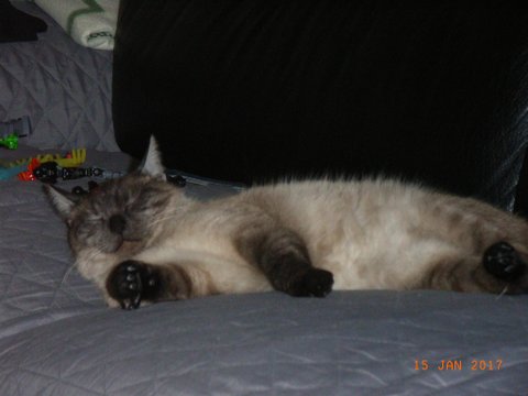 Frimousse 1