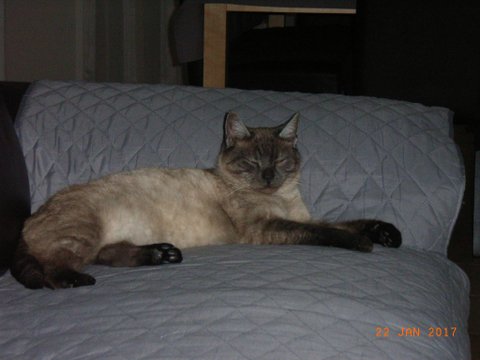Frimousse 2