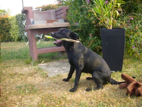 Laya 1