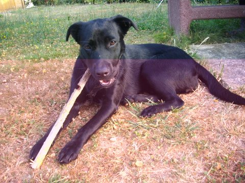 Laya 2
