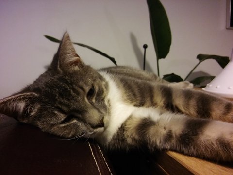 Leo1