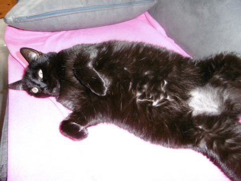 Minette 1