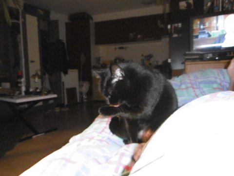Minette 3
