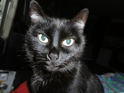 Minette 4