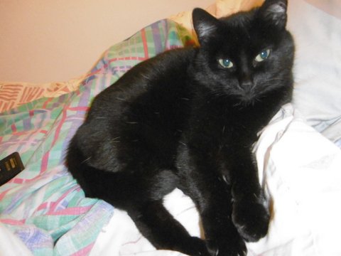 Minette 5