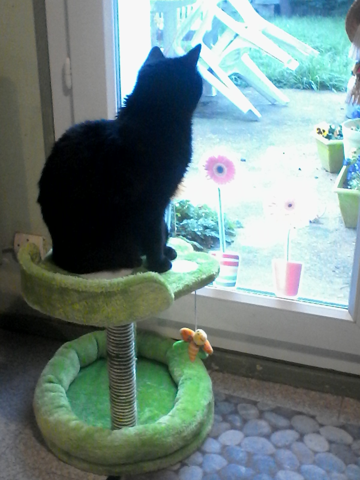 My cat1