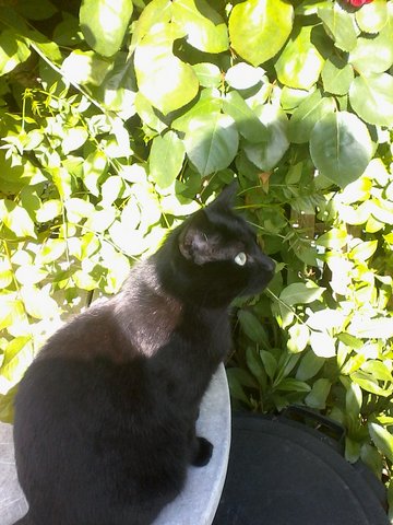 My cat11