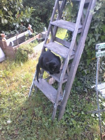 My cat12