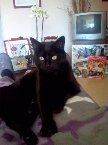 My cat13