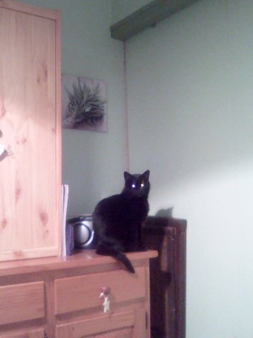 My cat14