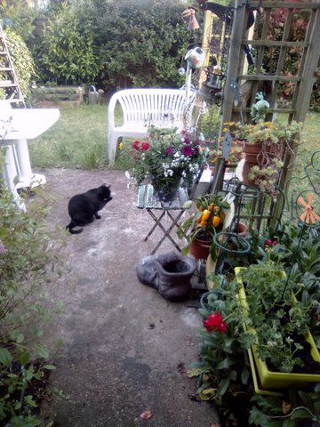 My cat15