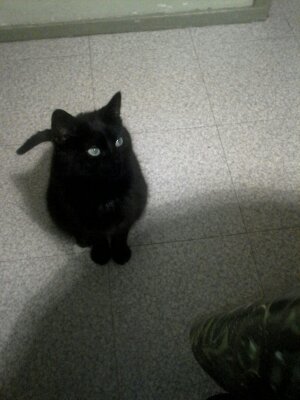 My cat2