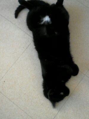 My cat3