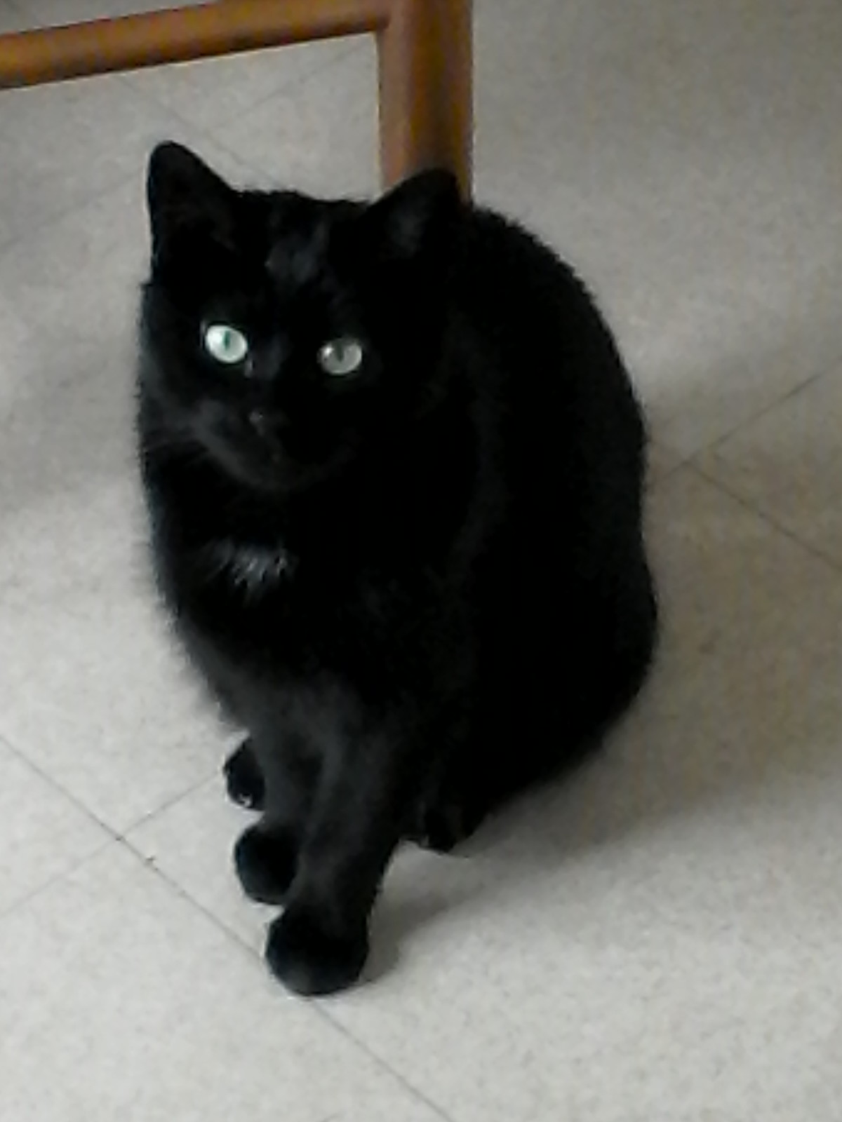 My cat4