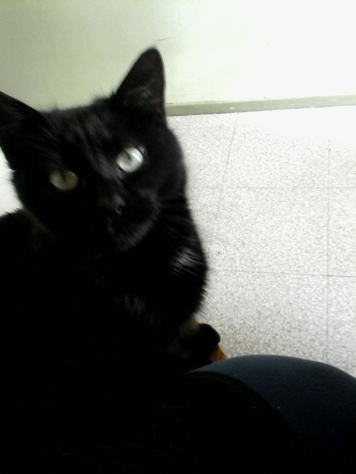 My cat5