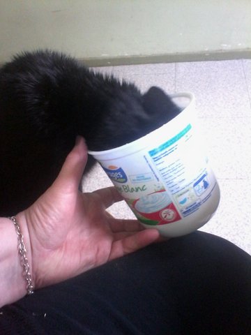 My cat7