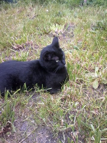 My cat8