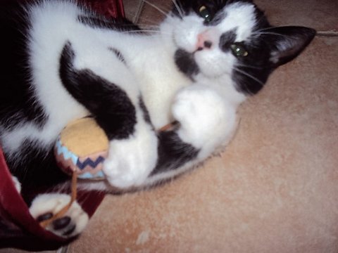 Myrtille 11