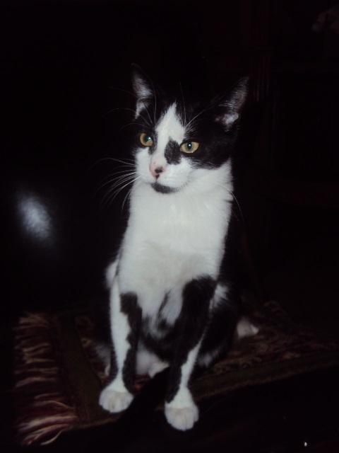 Myrtille 2