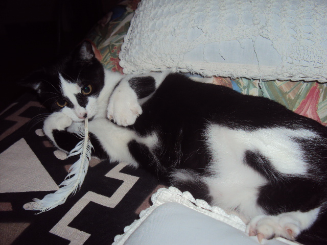 Myrtille 3