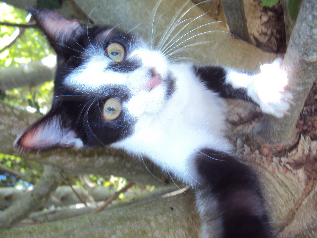 Myrtille 4