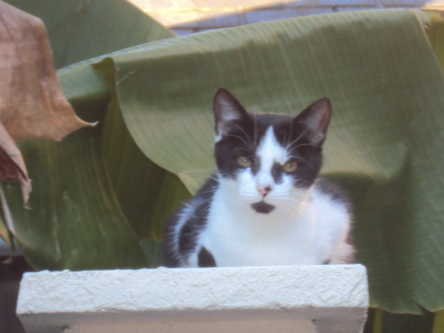Myrtille 8