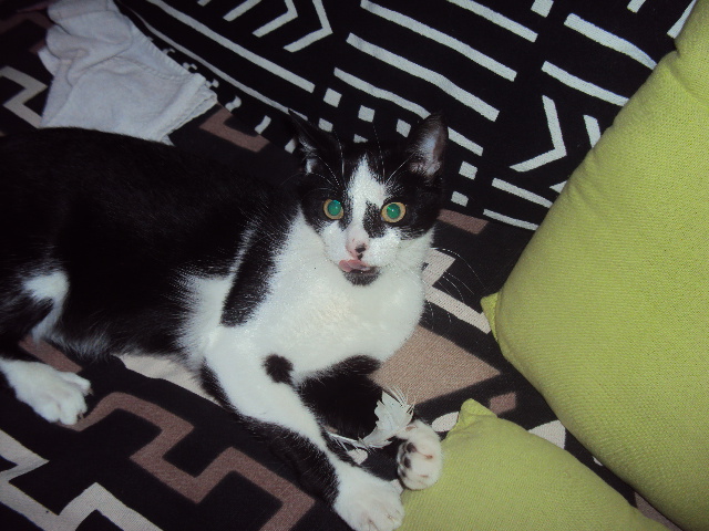 Myrtille 9
